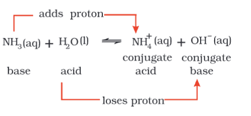 Revision Notes: Equilibrium | Chemistry Class 11 - NEET