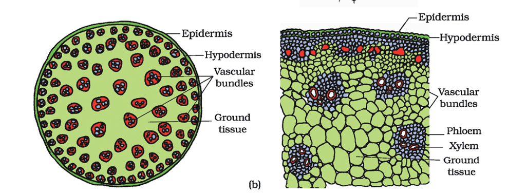 Revision Notes: Anatomy of Flowering Plants | Biology Class 11 - NEET