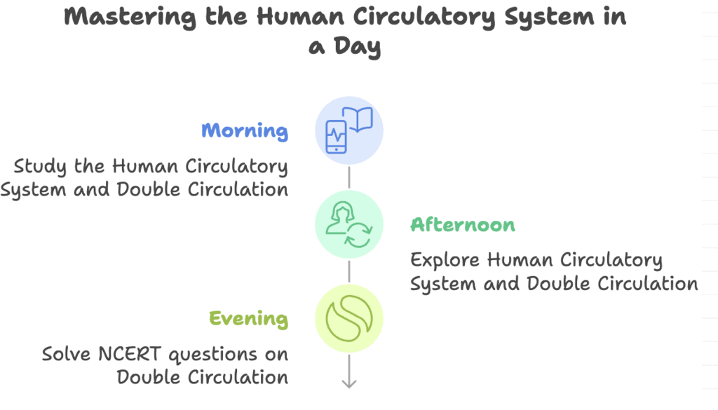 6 Days Study Plan: Body Fluids and Circulation | Biology Class 11 - NEET