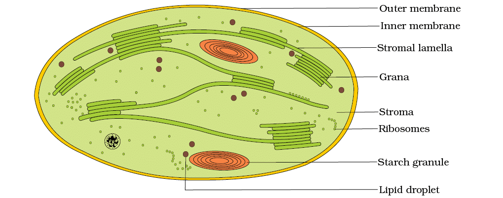 Revision Notes: Photosynthesis in Higher Plants | Biology Class 11 - NEET