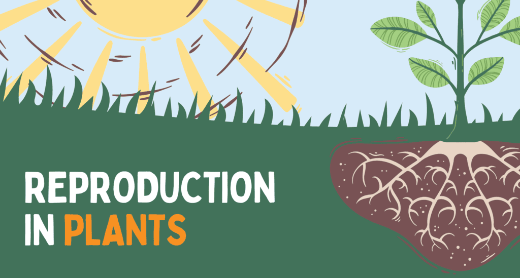 Reproduction in Plants Class 7 Notes Science Chapter 8