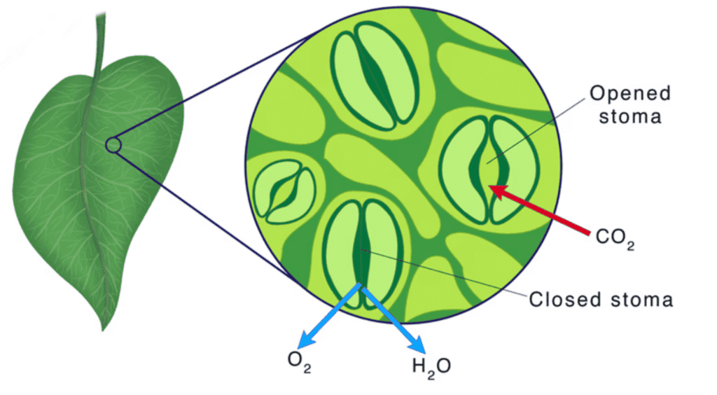 Class 7 Science Chapter 10 Very Short Question Answers - Life Processes in Plants