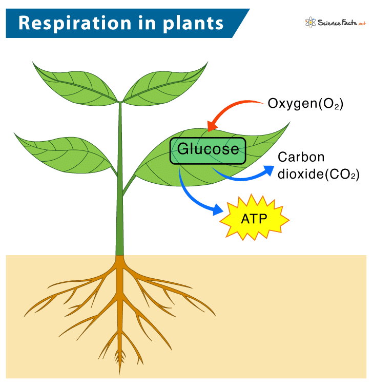 Class 7 Science Chapter 10 Question Answers - Life Processes in Plants
