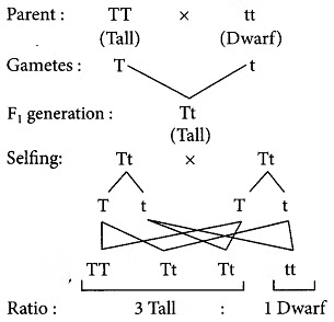 Class 10 Science Chapter 8 Question Answers - Heredity and Evolution
