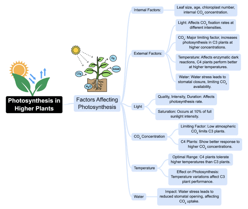 Mindmap: Photosynthesis in Higher Plants | Biology Class 11 - NEET