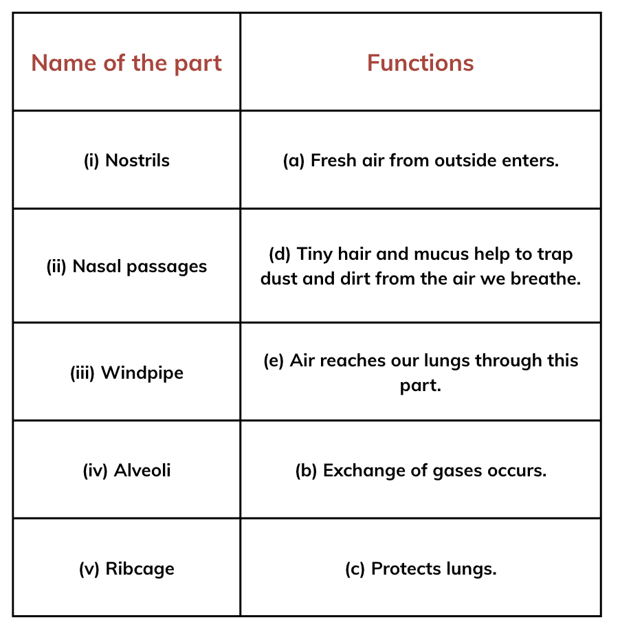 NCERT Solutions for Class 7 Science Chapter 9 Life Processes in Animals