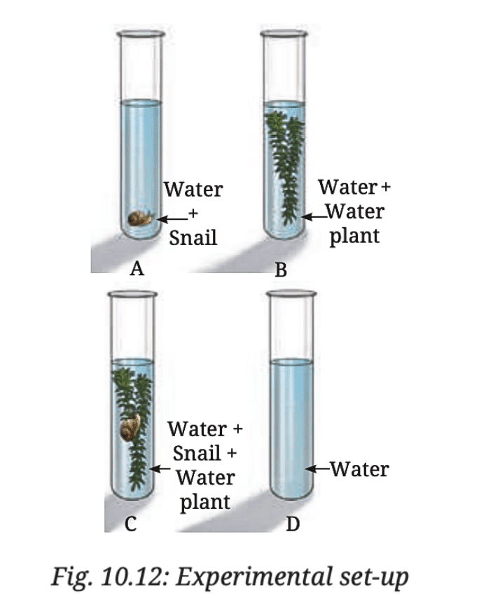 NCERT Solutions for Class 7 Science Chapter 10 Life Processes in Plants