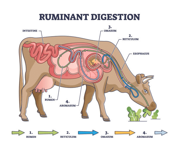 Class 7 Science Chapter 9 Very Short Question Answers - Life Processes in Animals