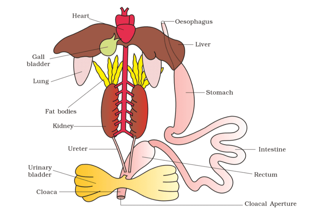 Revision Notes: Structural Organisation in Animals | Biology Class 11 - NEET