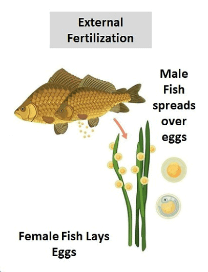 Reproduction in Animals Class 8 Worksheet Science Chapter 6
