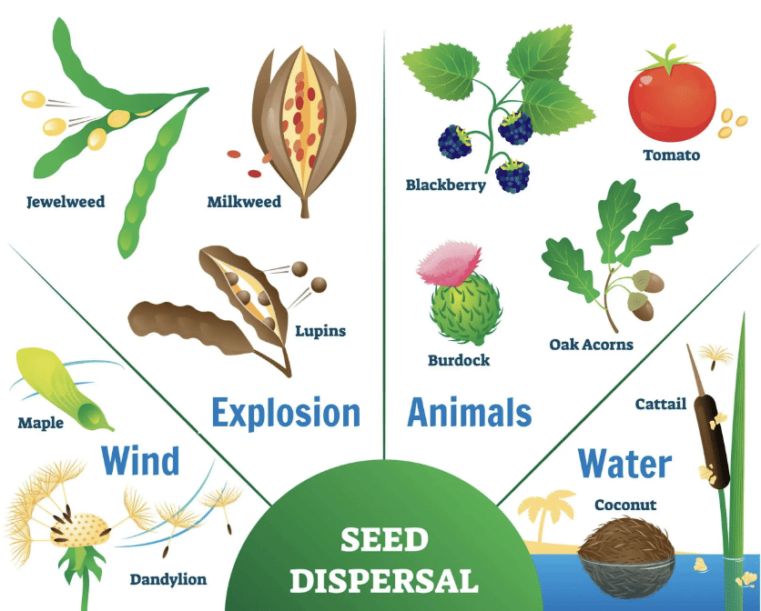 NCERT Solutions for Class 7 Science - Reproduction in Plants
