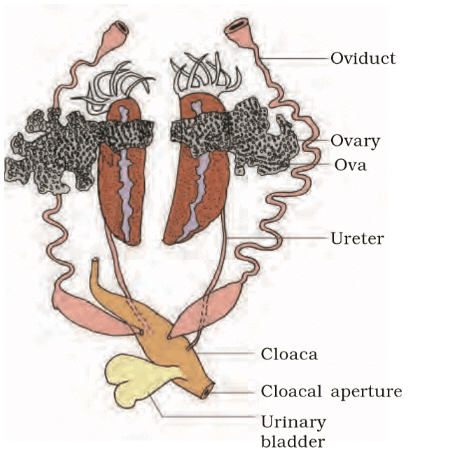 Revision Notes: Structural Organisation in Animals | Biology Class 11 - NEET