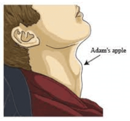 Reaching the Age of Adolescence Class 8 Worksheet Science Chapter 7