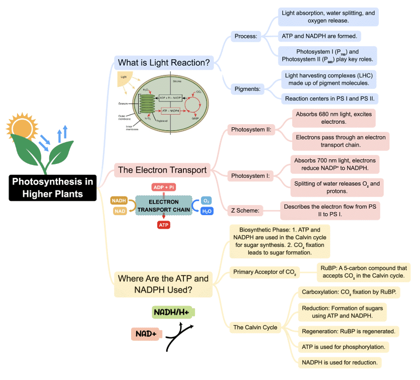 Mindmap: Photosynthesis in Higher Plants | Biology Class 11 - NEET