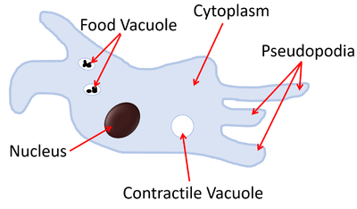 Class 7 Science Chapter 9 Important Questions - Nutrition in Animals