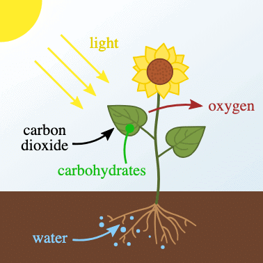 Class 7 Science Chapter 10 Question Answers - Life Processes in Plants