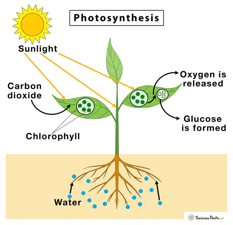 Class 7 Science Chapter 10 Assignment - Nutrition in Plants