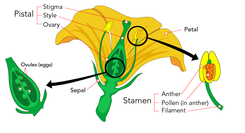 NCERT Solutions for Class 7 Science - Reproduction in Plants