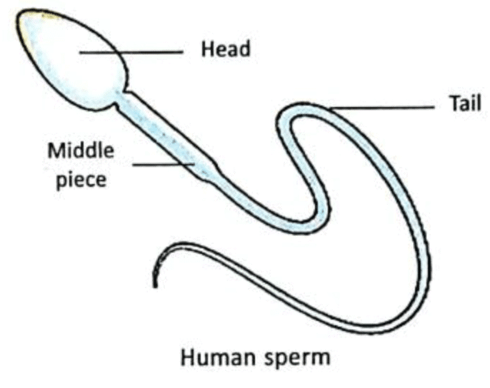 Reproduction in Animals Class 8 Notes Science Chapter 6