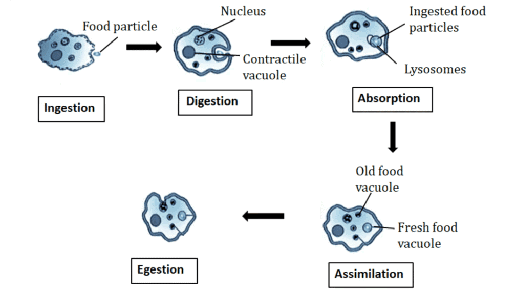 Class 7 Science Chapter 9 Important Questions - Nutrition in Animals