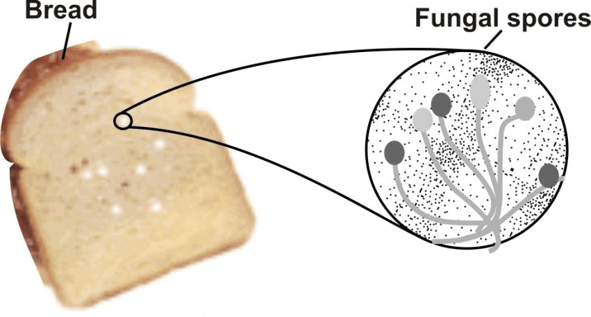 Class 7 Science Chapter 10 Assignment - Nutrition in Plants