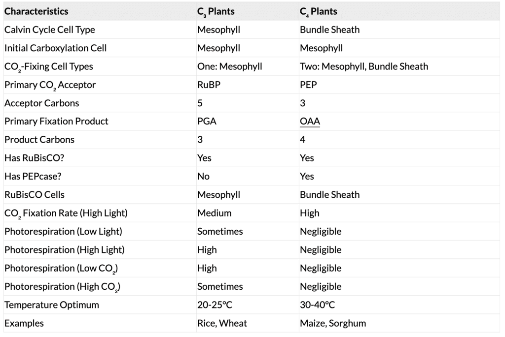 Revision Notes: Photosynthesis in Higher Plants | Biology Class 11 - NEET