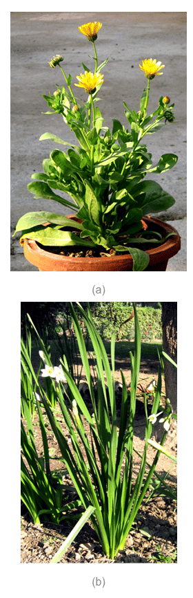 Revision Notes: Plant Kingdom | Biology Class 11 - NEET