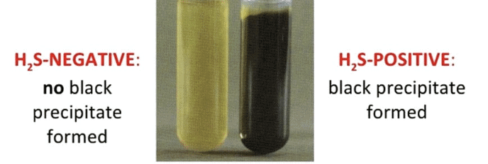 Revision Notes: Purification and Characterisation of Organic Compounds | Chemistry Class 12 - NEET