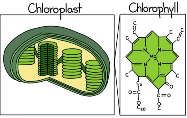 Class 7 Science Chapter 10 Worksheet Solutions - Life Processes in Plants