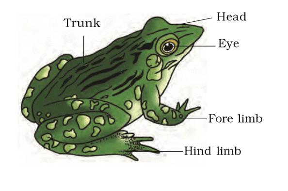 Revision Notes: Structural Organisation in Animals | Biology Class 11 - NEET