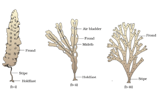 Revision Notes: Plant Kingdom | Biology Class 11 - NEET