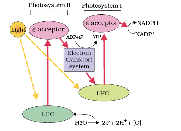 Revision Notes: Photosynthesis in Higher Plants | Biology Class 11 - NEET