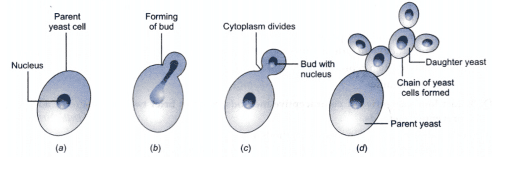 Reproduction in Animals Class 8 Worksheet Science Chapter 6