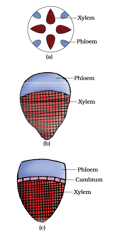 Revision Notes: Anatomy of Flowering Plants | Biology Class 11 - NEET