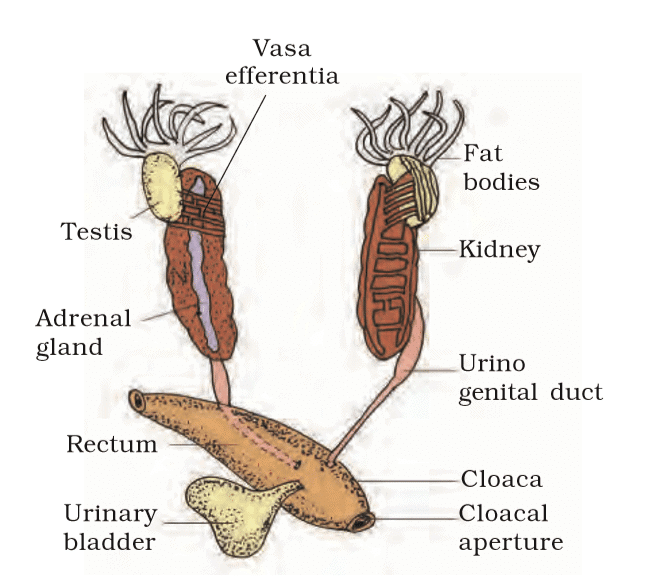 Revision Notes: Structural Organisation in Animals | Biology Class 11 - NEET