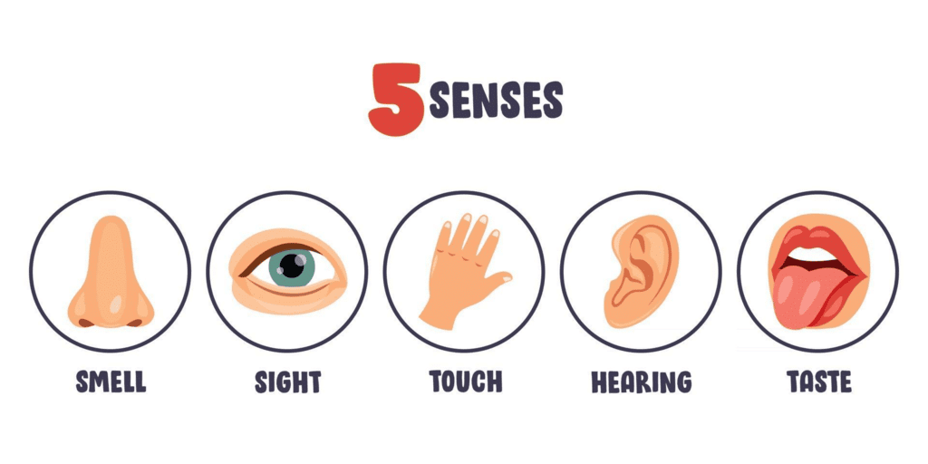 Assignment: Sensory, Attentional, and Perceptual Processes | Psychology Class 11 - Humanities/Arts