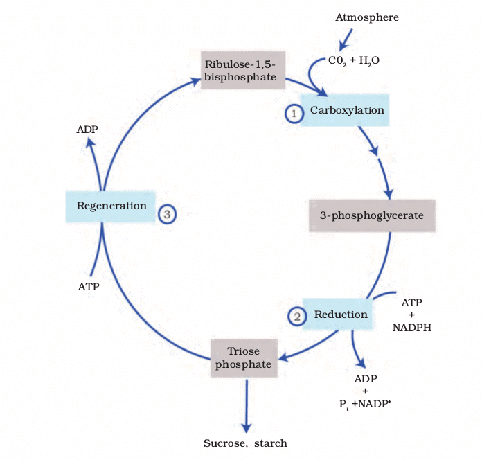 Revision Notes: Photosynthesis in Higher Plants | Biology Class 11 - NEET