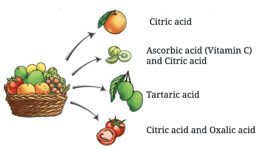 Exploring Substances: Acidic, Basic and Neutral Class 7 Notes Science Chapter 2 Free PDF