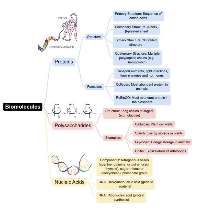 Mind Map: Biomolecules | Biology Class 11 - NEET