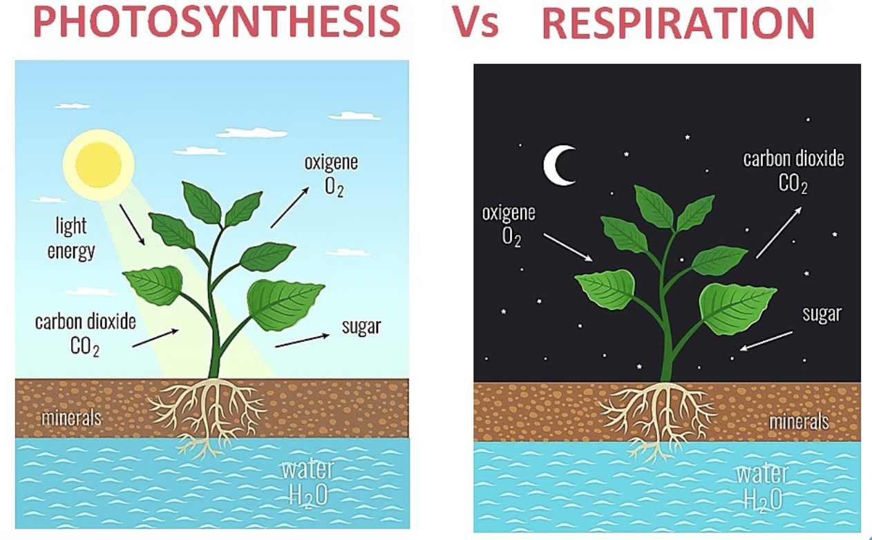 NCERT Solutions for Class 7 Science Chapter 10 Life Processes in Plants