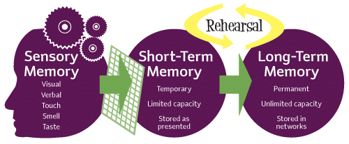Assignment: Human Memory | Psychology Class 11 - Humanities/Arts