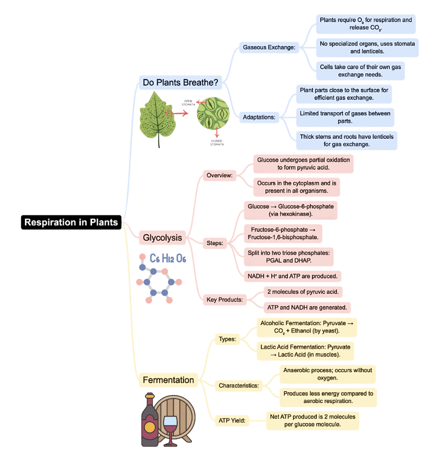 Mind Map: Respiration in Plants | Biology Class 11 - NEET