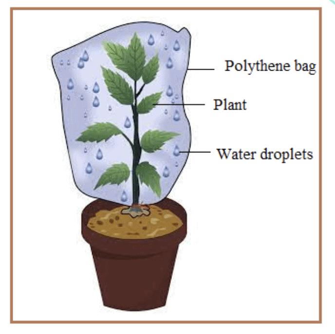 NCERT Solutions for Class 7 Science Chapter 10 Life Processes in Plants