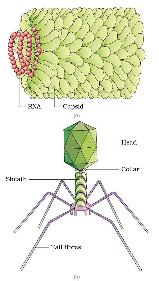 Revision Notes: Biological Classification | Biology Class 11 - NEET