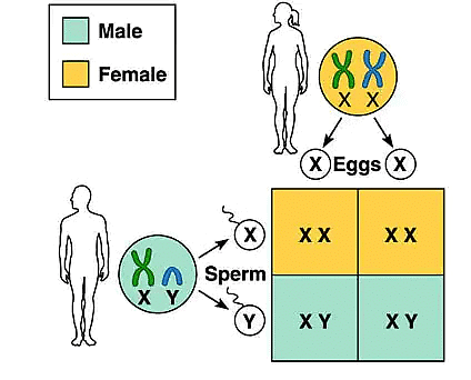 Class 10 Science Chapter 8 Question Answers - Heredity and Evolution