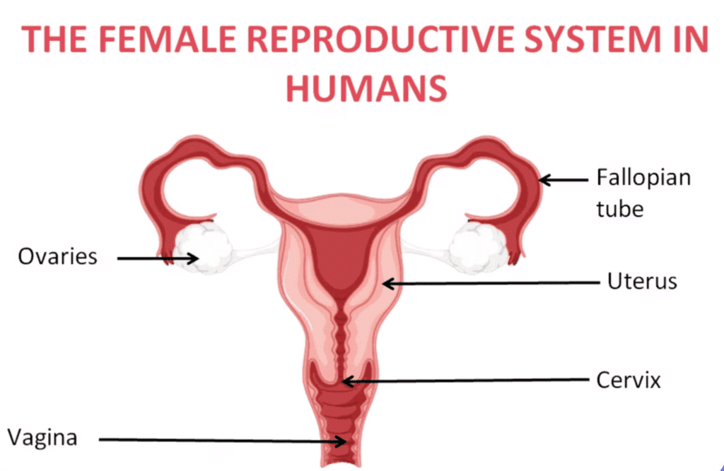Olympiad Notes: How do Organisms Reproduce? | Science Class 10