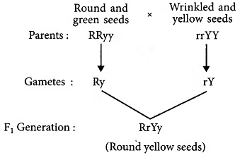 Class 10 Science Chapter 8 Question Answers - Heredity and Evolution