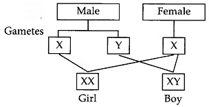 Class 10 Science Chapter 8 Question Answers - Heredity and Evolution