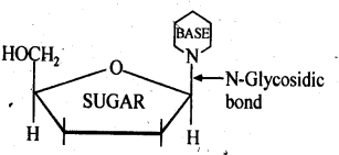 NCERT Solutions Class 11 Biology Chapter 9 - Biomolecules