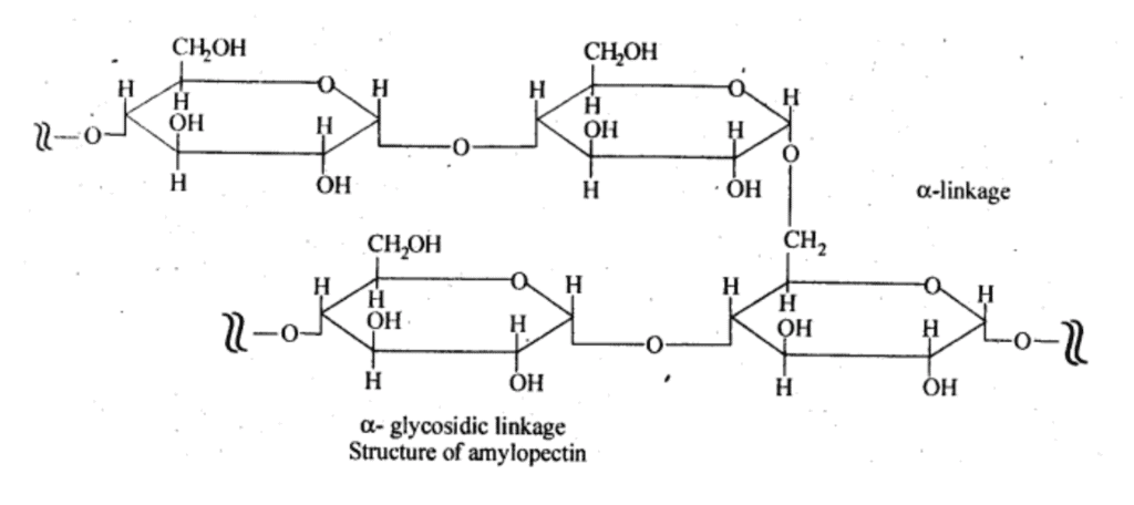 NCERT Solutions Class 11 Biology Chapter 9 - Biomolecules